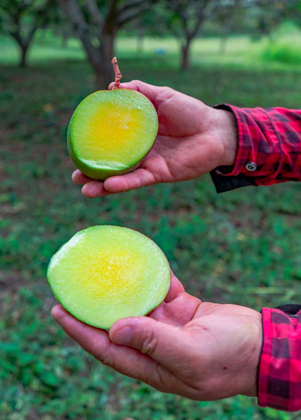 mango-ecuador-pilot-3